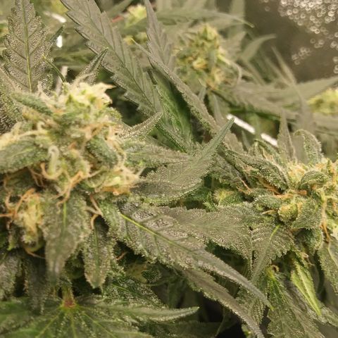 Green Cush growlog timeline photo