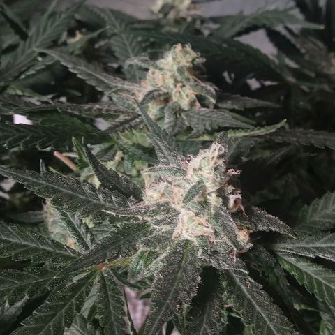 Green Cush growlog timeline photo