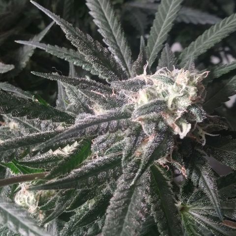 Green Cush growlog timeline photo