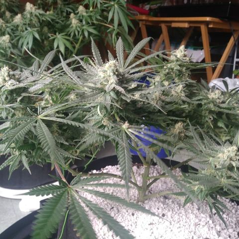 Green Cush growlog timeline photo
