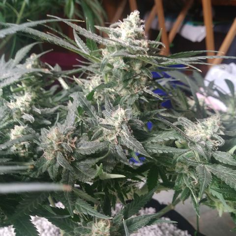 Green Cush growlog timeline photo
