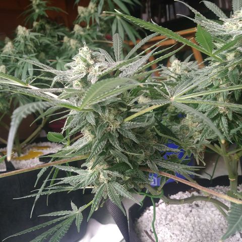 Green Cush growlog timeline photo