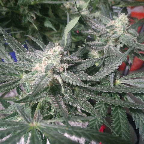 Green Cush growlog timeline photo