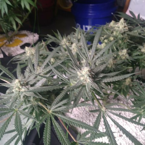Green Cush growlog timeline photo