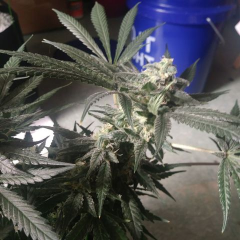 Green Cush growlog timeline photo