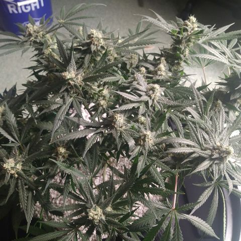 Green Cush growlog timeline photo