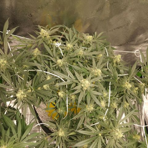 Green Cush growlog timeline photo