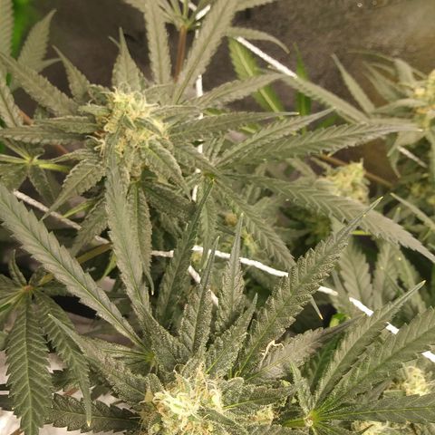 Green Cush growlog timeline photo