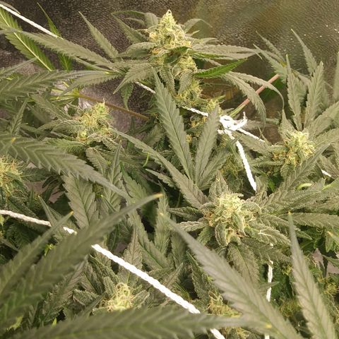 Green Cush growlog timeline photo