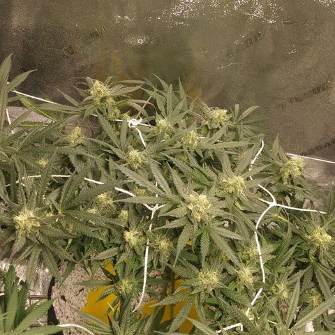 Green Cush growlog timeline photo