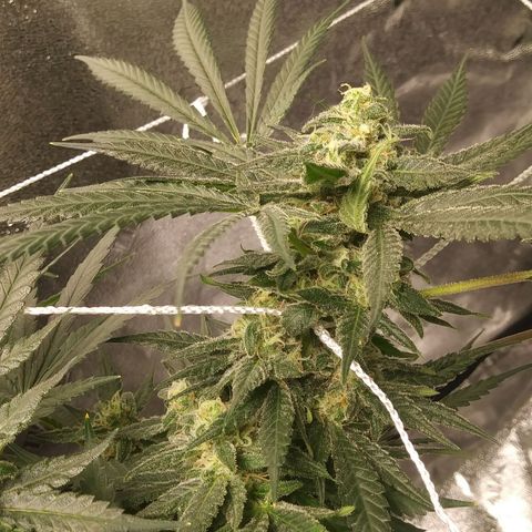 Green Cush growlog timeline photo