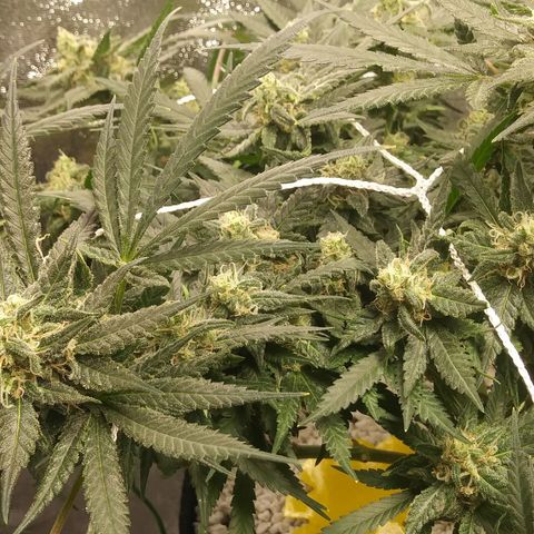 Green Cush growlog timeline photo