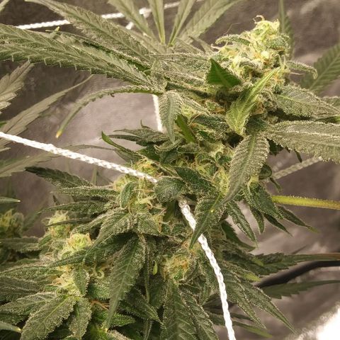 Green Cush growlog timeline photo