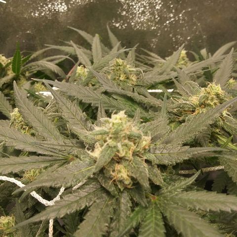 Green Cush growlog timeline photo