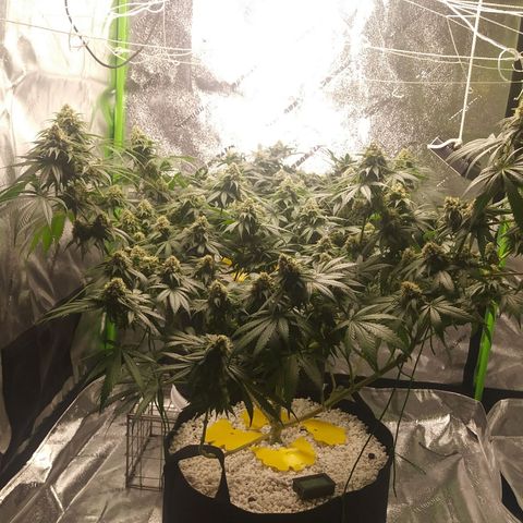 Pineapple Express growlog timeline photo