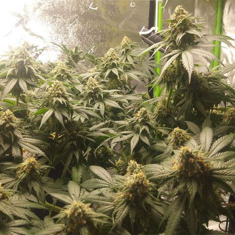 Pineapple Express growlog timeline photo