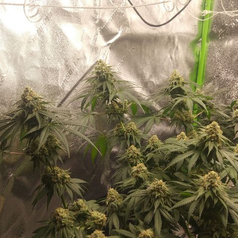 Pineapple Express growlog timeline photo