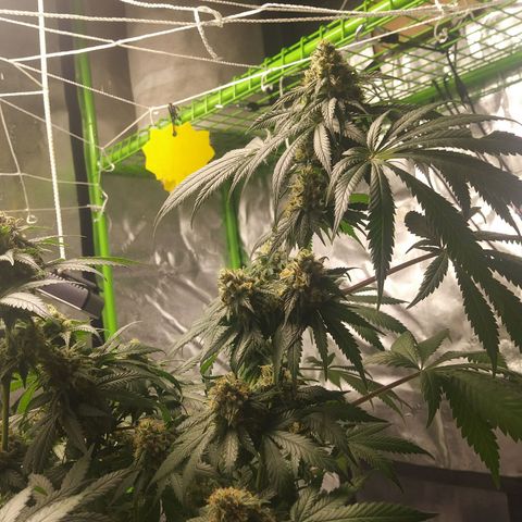 Pineapple Express growlog timeline photo