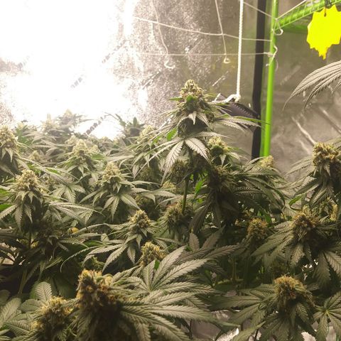 Pineapple Express growlog timeline photo