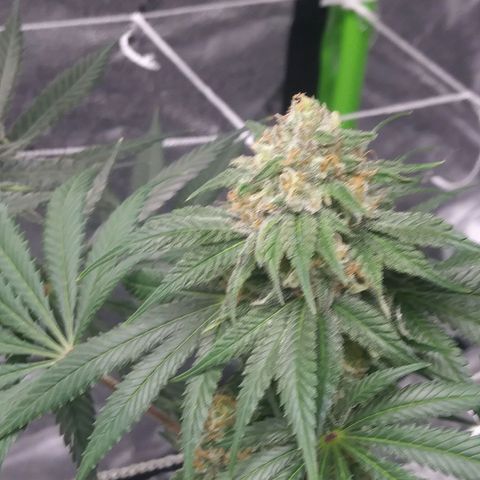 Pineapple Express growlog timeline photo