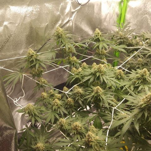 Pineapple Express growlog timeline photo