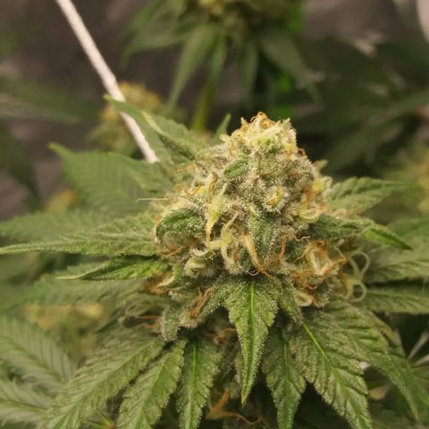 Pineapple Express growlog timeline photo