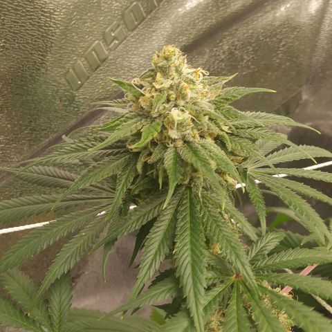 Pineapple Express growlog timeline photo