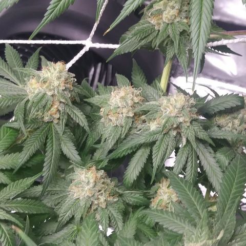 Pineapple Express growlog timeline photo
