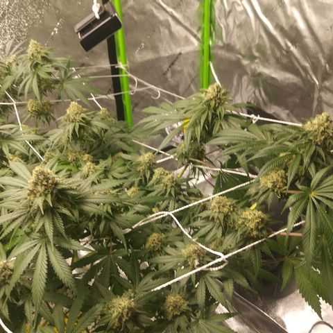 Pineapple Express growlog timeline photo