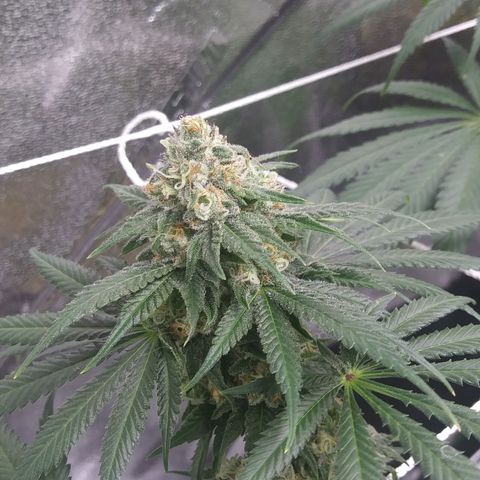 Pineapple Express growlog timeline photo
