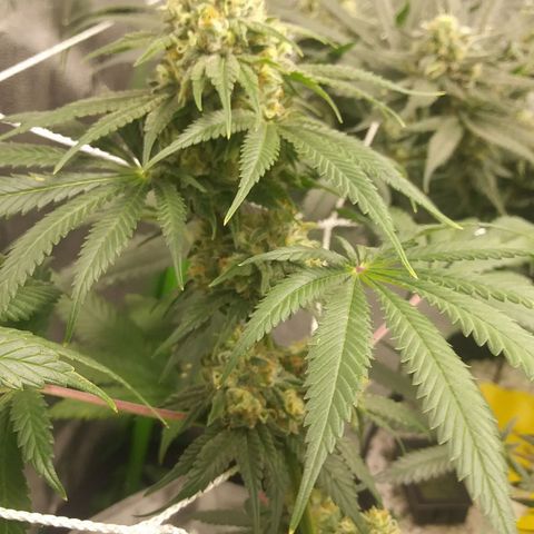 Pineapple Express growlog timeline photo