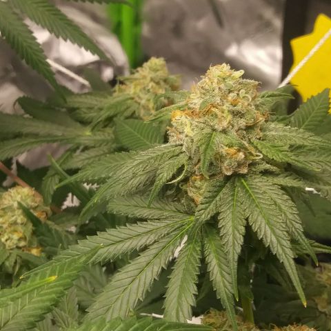 Pineapple Express growlog timeline photo