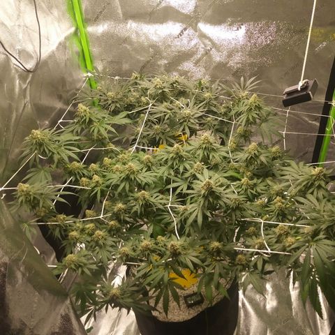 Pineapple Express growlog timeline photo