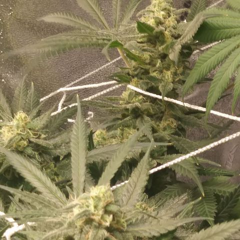 Green Cush growlog timeline photo
