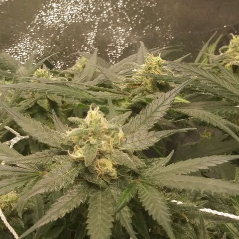 Green Cush growlog timeline photo