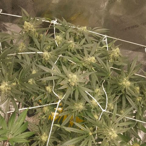 Green Cush growlog timeline photo
