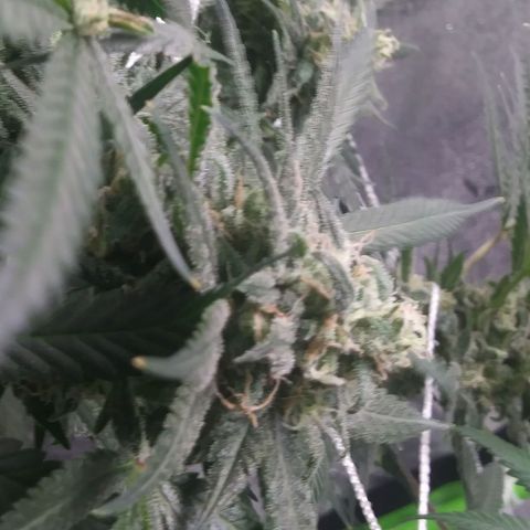 Green Cush growlog timeline photo