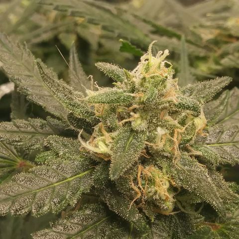 Green Cush growlog timeline photo