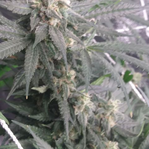 Green Cush growlog timeline photo