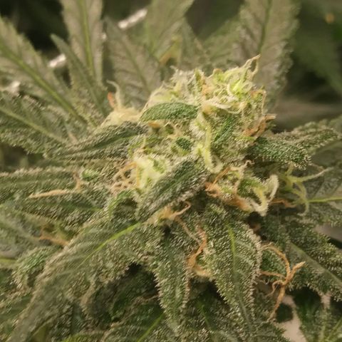 Green Cush growlog timeline photo