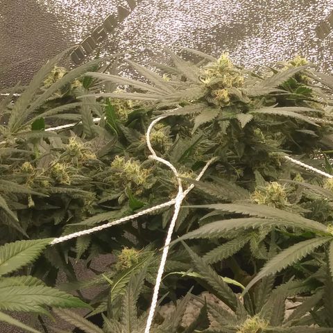 Green Cush growlog timeline photo