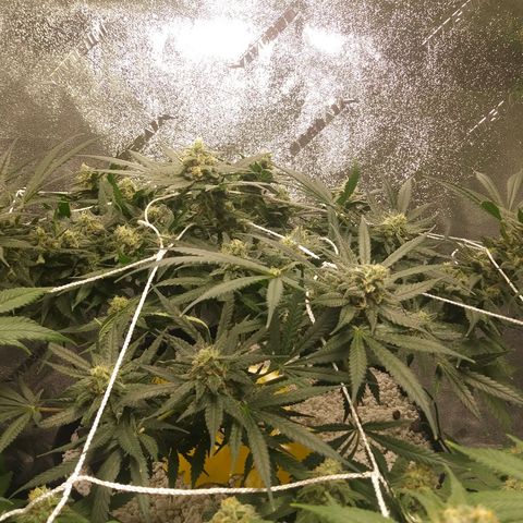 Green Cush growlog timeline photo