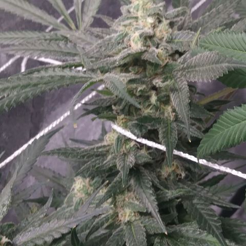 Green Cush growlog timeline photo