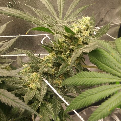 Green Cush growlog timeline photo