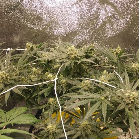 Green Cush growlog timeline photo