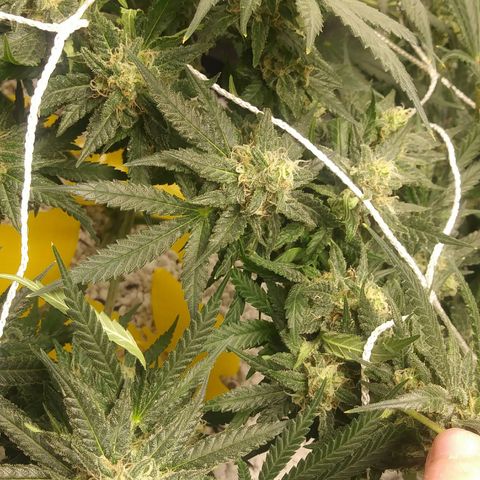Green Cush growlog timeline photo