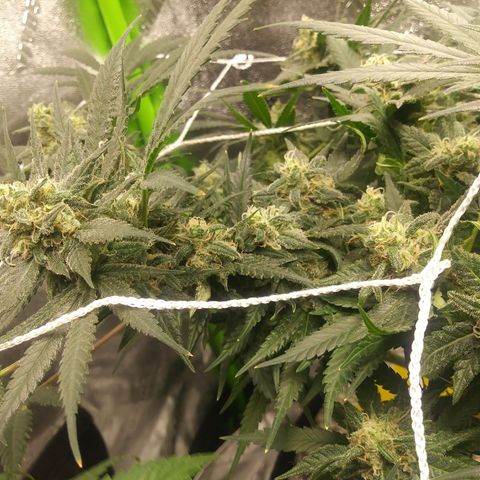 Green Cush growlog timeline photo