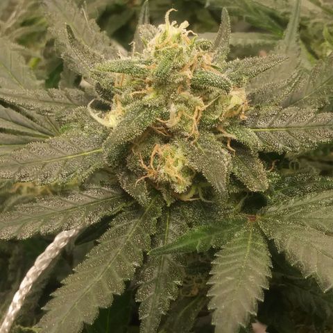 Green Cush growlog timeline photo