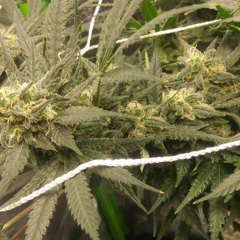 Green Cush growlog timeline photo