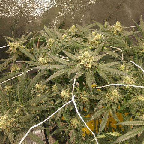 Green Cush growlog timeline photo